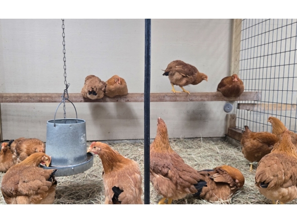 Hens for sale roam in their cage at Wabash Feed & Garden store in Houston, Texas, on February 10, 2025. (Photo by Moisés AVILA / AFP)
