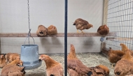 Hens for sale roam in their cage at Wabash Feed & Garden store in Houston, Texas, on February 10, 2025. (Photo by Moisés AVILA / AFP)
