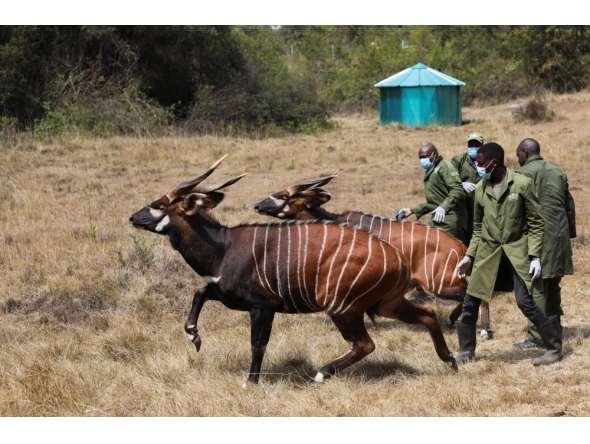 File photo: Two out of the five critically endangered Mountain Bongos (Tragelaphus eurycerus isaaci) run after being released into the Mawingu Mountain Bongo Sanctuary near Nanyuki, Kenya, March 9, 2022. Picture taken March 9, 2022. REUTERS/Baz Ratner