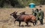 File photo: Two out of the five critically endangered Mountain Bongos (Tragelaphus eurycerus isaaci) run after being released into the Mawingu Mountain Bongo Sanctuary near Nanyuki, Kenya, March 9, 2022. Picture taken March 9, 2022. REUTERS/Baz Ratner