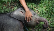 A rescued two-month-old male wild Sumatran elephant, separated from its mother in a palm oil plantation, is cared for by an officer at the Minas Elephant Training Centre in Riau on March 11, 2025. Photo by WAHYUDI / AFP.
