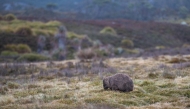 Pic: Representational photo of a wombat from Pixabay 