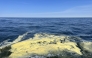 An accumulation of pollen in the Chesapeake Bay. Photo by Morgan Jones/Chesapeake Bay Foundation
