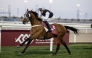 Marco Casamento guides Safeer Al Shahania to Athbah Cup win. Pictures: Juhaim/QREC