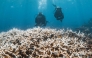 This handout photo taken on March 12, 2025 and released on March 26 by the Minderoo Foundation shows divers inspecting corals impacted by a bleaching event on the Ningaloo Reef off Australia's west coast. Photo by Violeta J Brosig / Minderoo Foundation / AFP