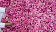 A man displays freshly collected Damascenas (Damask) roses, used to produce rose water and oil, at a farm in Saudi Arabia's western city of Taif. (AFP)