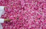 A man displays freshly collected Damascenas (Damask) roses, used to produce rose water and oil, at a farm in Saudi Arabia's western city of Taif. (AFP)