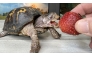 Rockalina, an eastern box turtle, takes a bite of a strawberry. She was taken from the wild as an adult and kept indoors since 1977. (Photo by Garden State Tortoise)