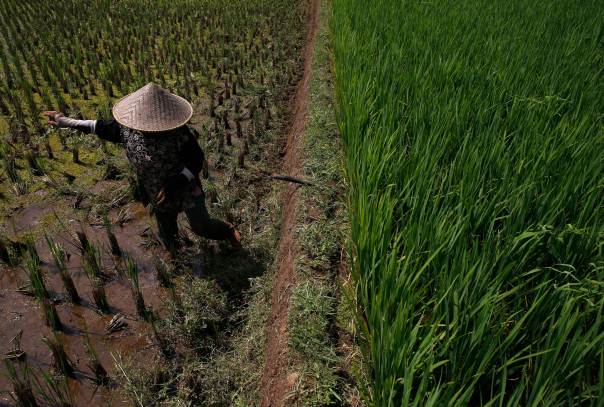 Rice fields in Indonesia. File photo for representation only.