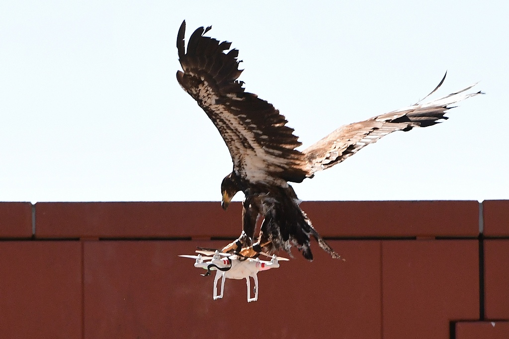 A young eagle trained to catch drones displays its skills during a demonstration organized by the Dutch police as part of a program to train birds of prey to catch drones flying over sensitive or restricted areas, at the Dutch Police Academy in Ossendrech