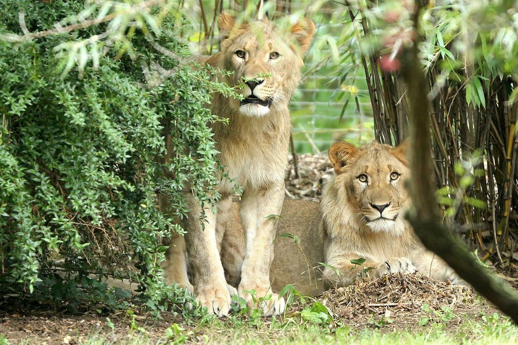 Picture taken on September 20, 2016 shows the male lions Motshegetsi (L) and Majo in their enclosure at the zoo in Leipzig, eastern Germany. (AFP / dpa / Jan Woitas)