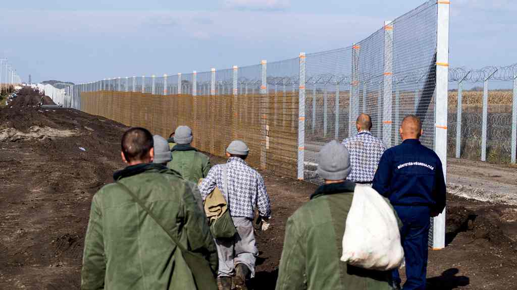 Prisoners build a new, second fence at the Hungarian-Serbian border near Gara village on October 27, 2016 as part of its efforts to keep migrants and refugees from freely entering the country. AFP / CSABA SEGESVARI