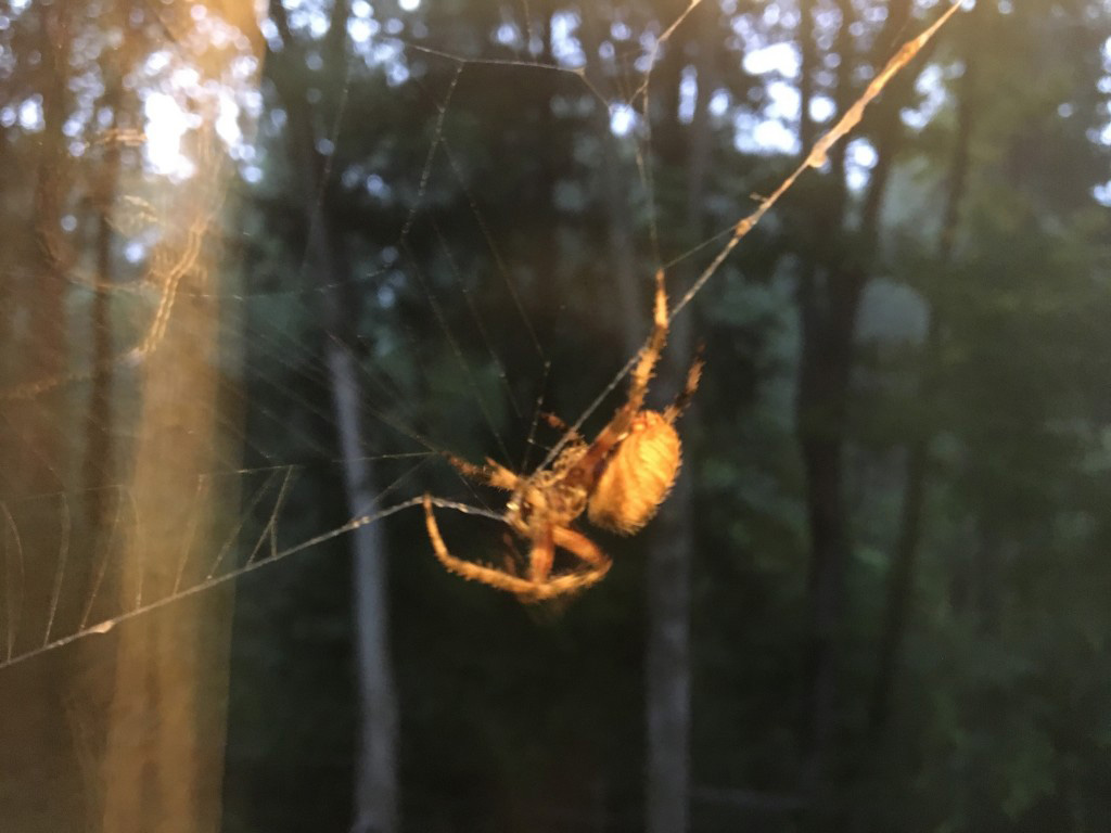 When the author's daughter named this spider, she's taught her some lessons about how quick she is to judge or dismiss creatures she had learned to fear. ()Sarah Maraniss Vander Schaaff.
Photo by: Sarah Maraniss Vander Schaaff — Handout