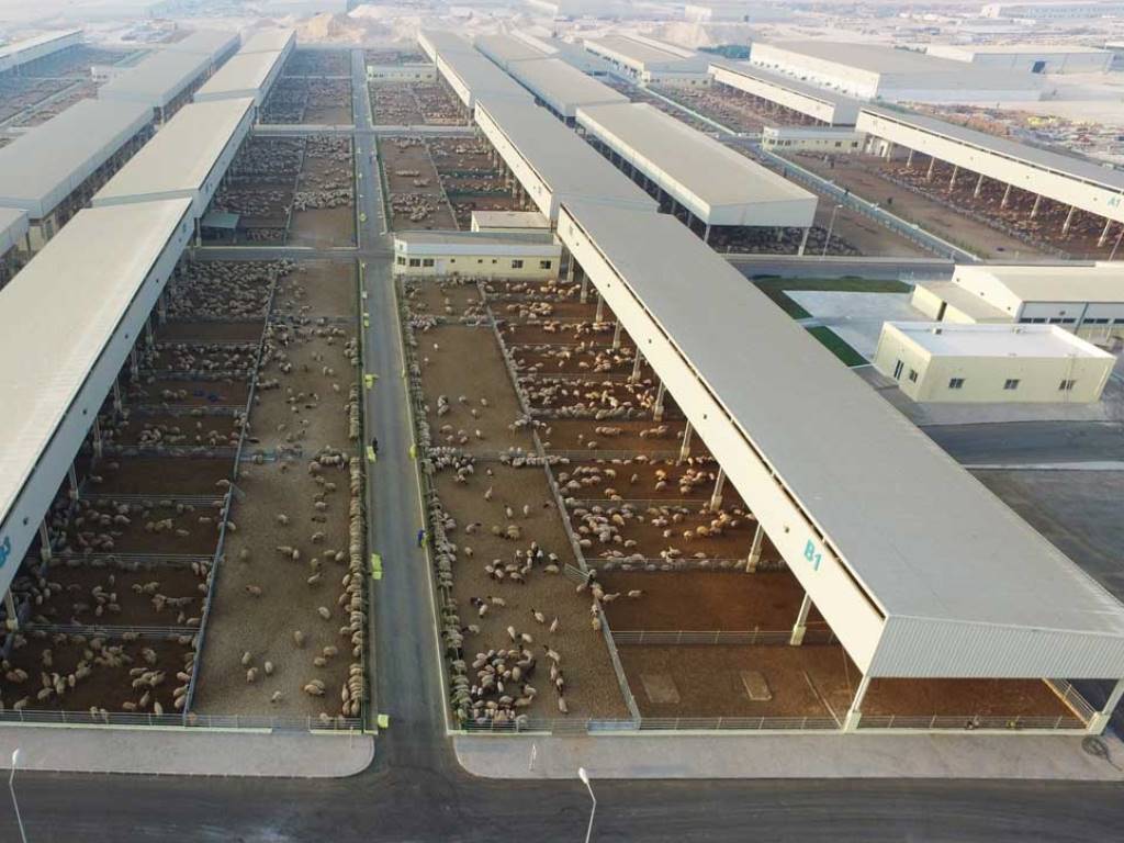 Baladna Farm at Al Khor, that provides around 2,500 stocks of sheep and goats for local meat consumption.