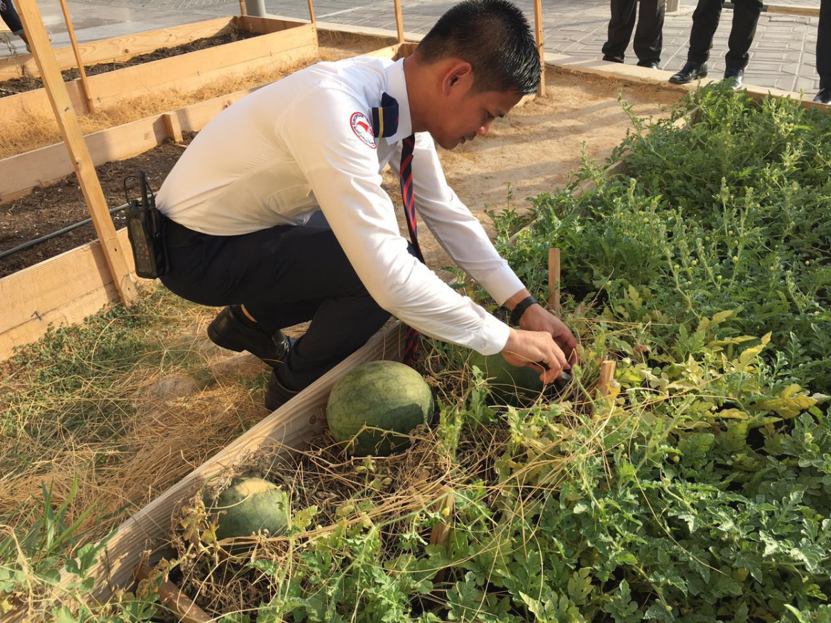 A staffer from shopping center's security department with watermelons produced in Ezdan Mall's outdoor kitchen garden.