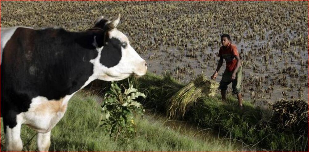 A farmer harvests rice at a rice paddy at Ambohimanambola near Antananarivo in this 2009 file photo. REUTERS/Siphiwe Sibeko