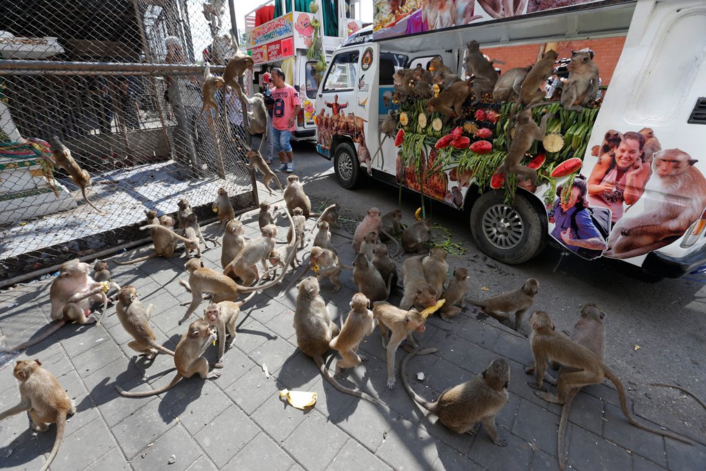 Monkeys eat fruits and vegetables during the Monkey Buffet Festival, near the Phra Prang Sam Yot temple in Lopburi province, north of Bangkok, Thailand November 27, 2016. REUTERS/Chaiwat Subprasom