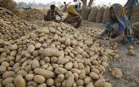 Farmers sort potatoes at a field in Badi Gohari village near Allahabad April 1, 2010. Researchers in India have developed a genetically modified potato that is packed with up to 60 percent more protein and increased levels of amino acids. REUTERS/Jitendra