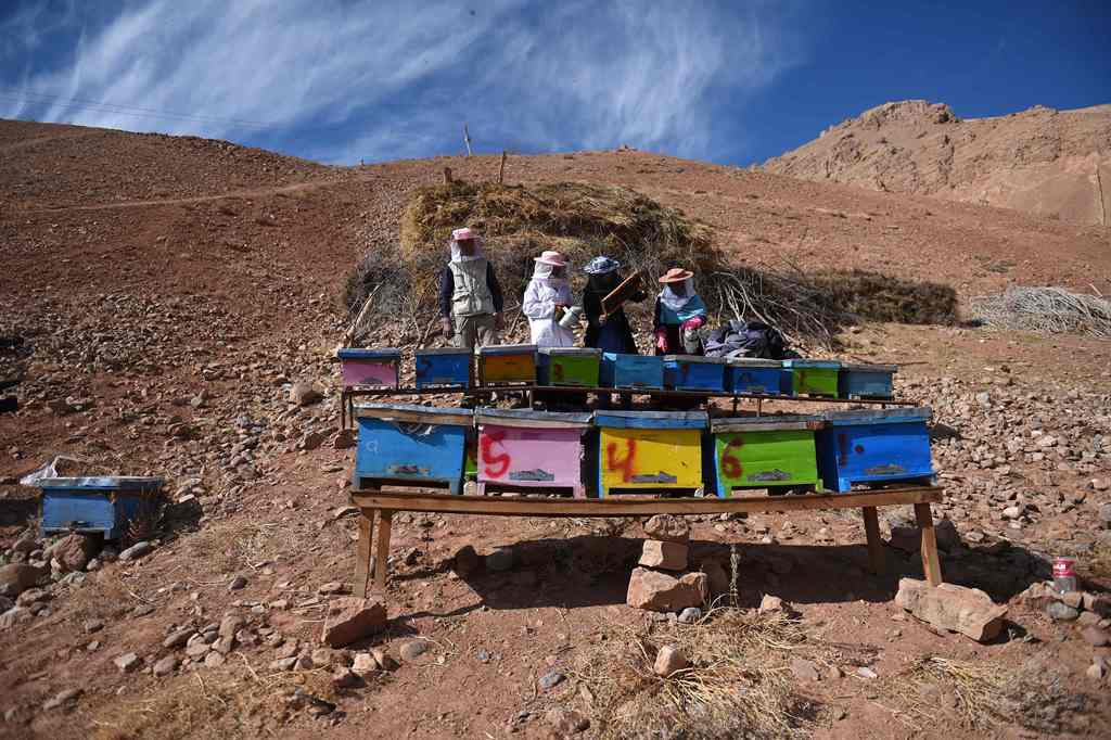 In this photograph taken on November 5, 2016, Afghan Hazara women beekeepers check beehives as they work at a bee farm in the Yakawlang District of Bamiyan Province. AFP / Wakil KOHSAR 