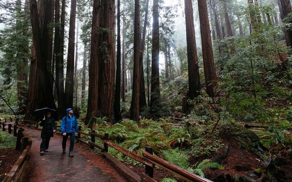 Tourists walk among redwoods in Muir Woods National Monument in northern California. Ryan Jones / The Washignton Post 