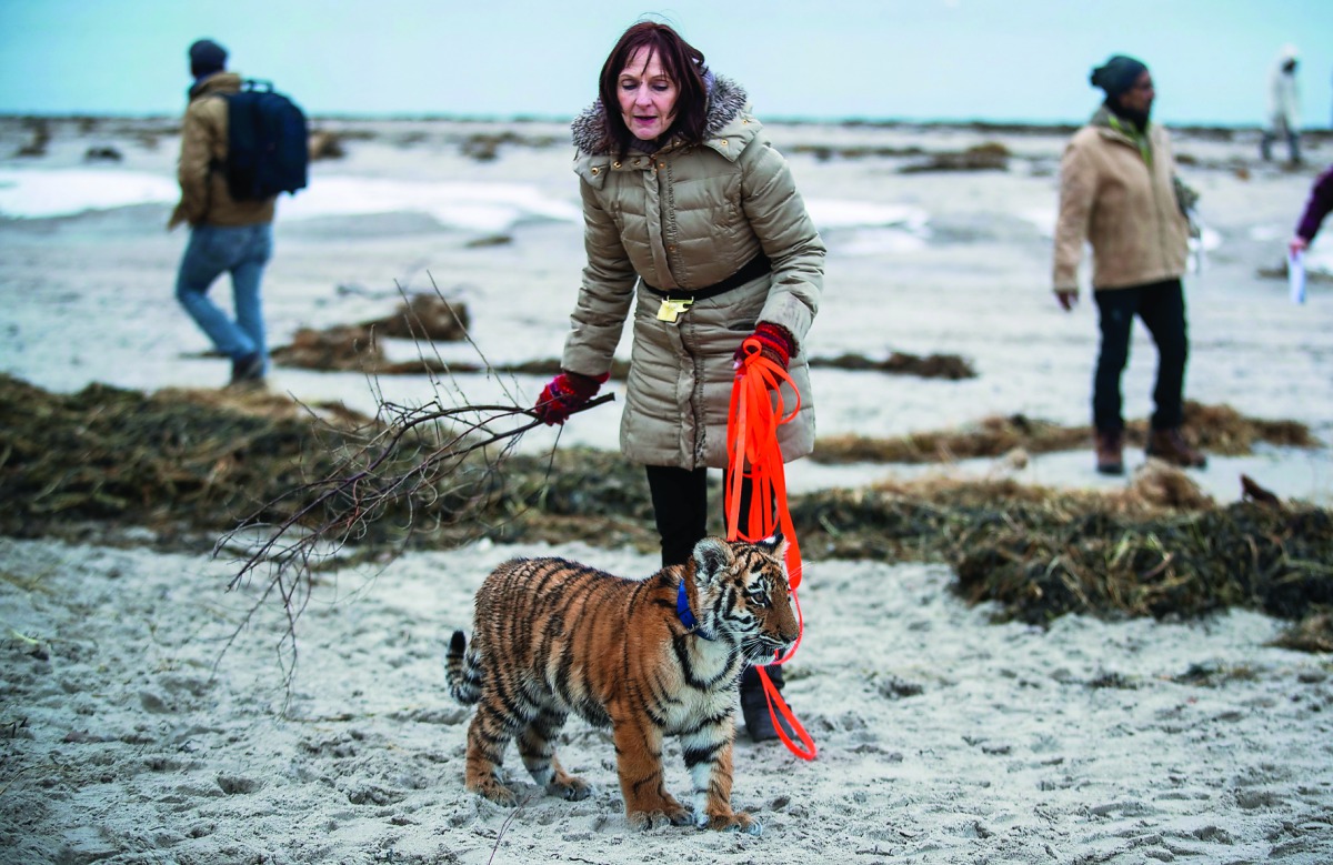 Monica Farell walks four-months-old tiger baby 