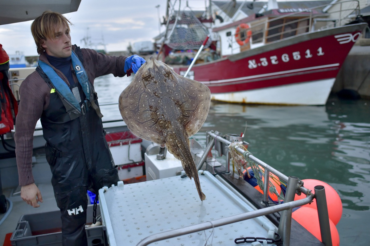 This file photo shows French fisherman Daniel Kerdavid getING ready to kill a ray according to the Japanese technique Ikijime onboard his boat Miyabi in Quiberon, western France. Ikejime is a special Japanese slaughter technique for fish, that is now also