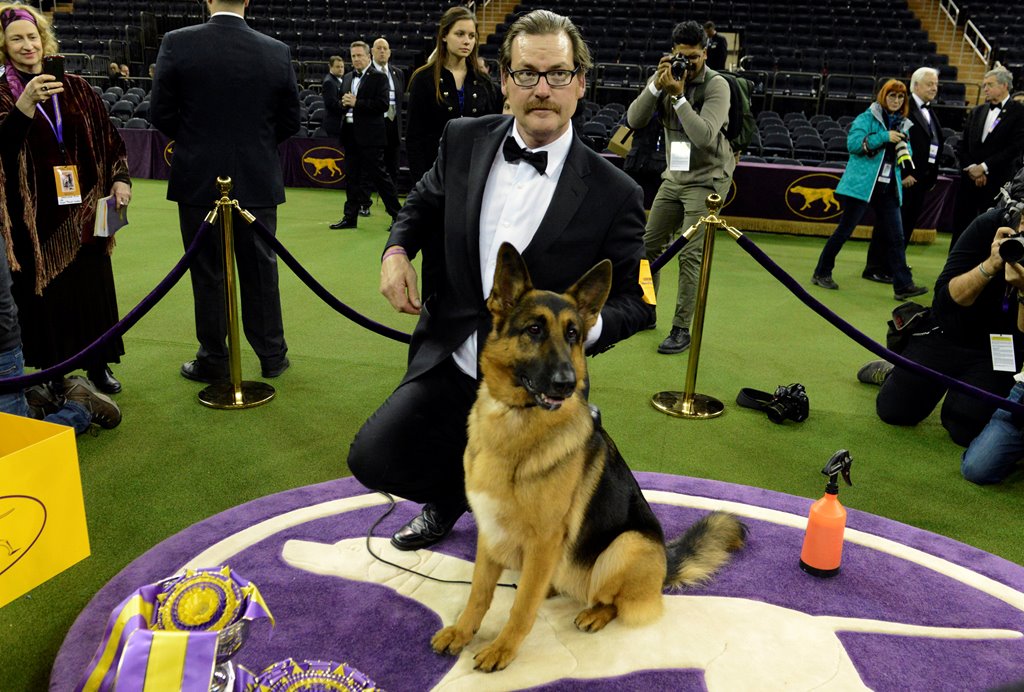 Rumor, a German Shepard and winner of Best In Show at the 141st Westminster Kennel Club Dog Show, poses for photographers with his Handler Kent Boyles at Madison Square Garden in New York City, U.S., February 14, 2017. Reuters/Stephanie Keith