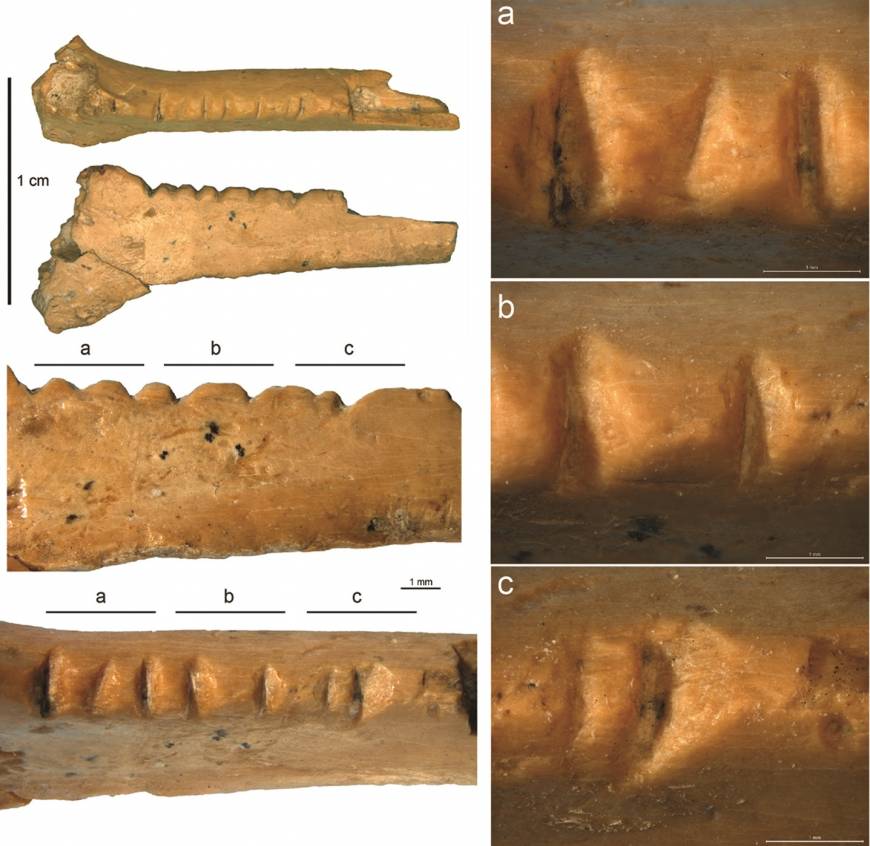 The raven bone carved by Neanderthals discovered in Crimea | FRANCESCO D'ERRICO