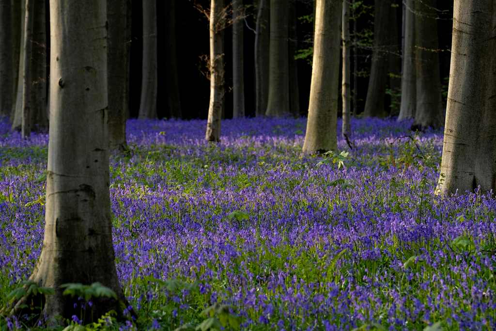 (FILES) This file photo taken on April 15, 2017 shows bluebells in the Hallerbos in Halle. With its majestic beech forest, its serpenting trails in its small valleys and its astonishing sea of blue hyacinths, the Hallerbos, southern Brussels, attracts mor