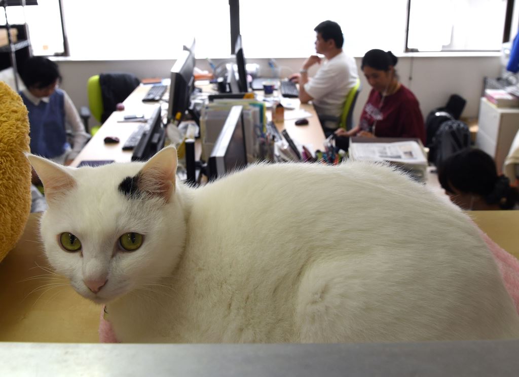 This May 16, 2017 picture by AFPBB News shows a cat at an IT office in Tokyo. AFP PHOTO / AFPBB NEWS / YOKO AKIYOSHI 