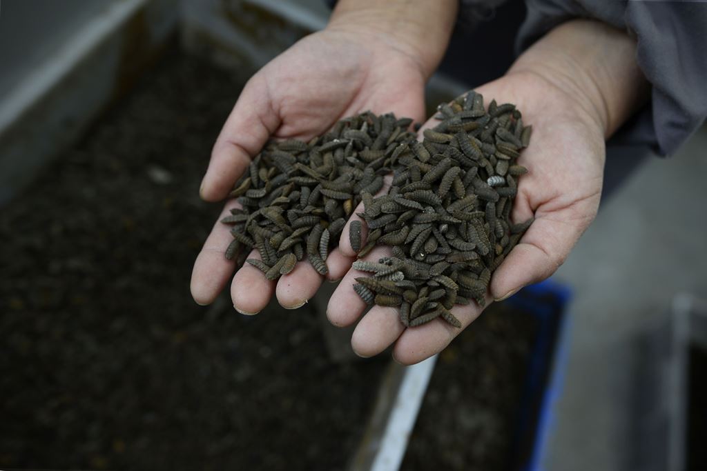 This picture taken on February 23, 2017 shows black soldier fly larvae at a farm in Pengshan, in southwest China's Sichuan province. AFP / Wang Zhao 
