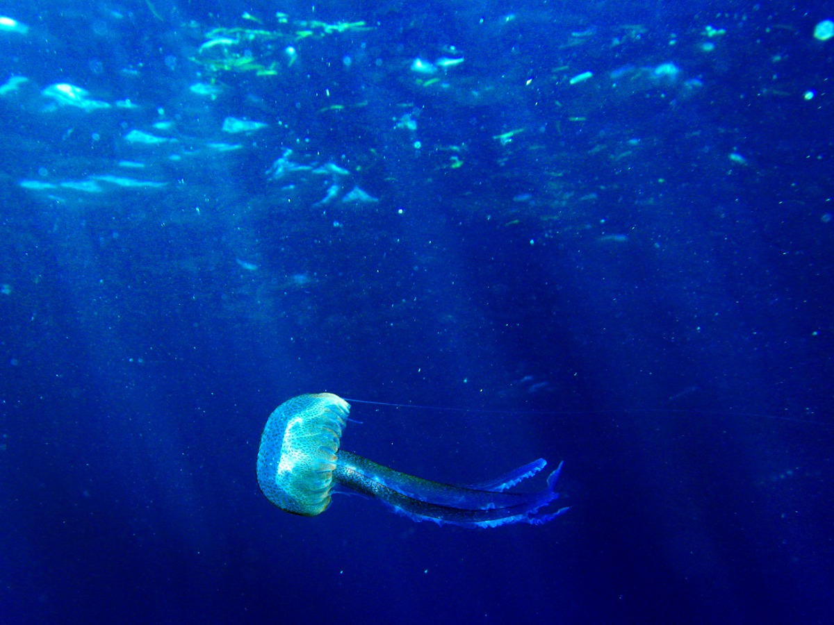 A jellyfish floats in the Mediterranean sea off the south coast of the Balearic island of Mallorca. Dani Cardona / Reuters