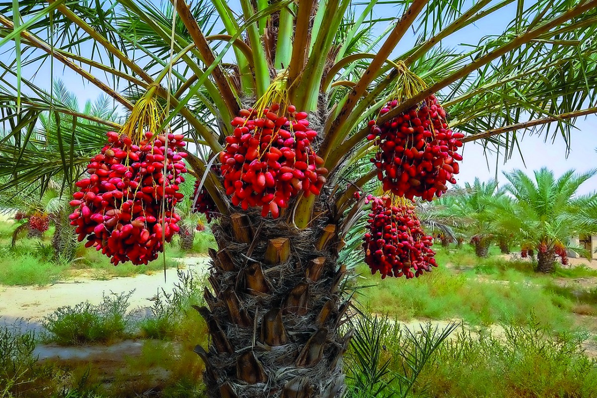 A ripe palm tree seen in Qatar.