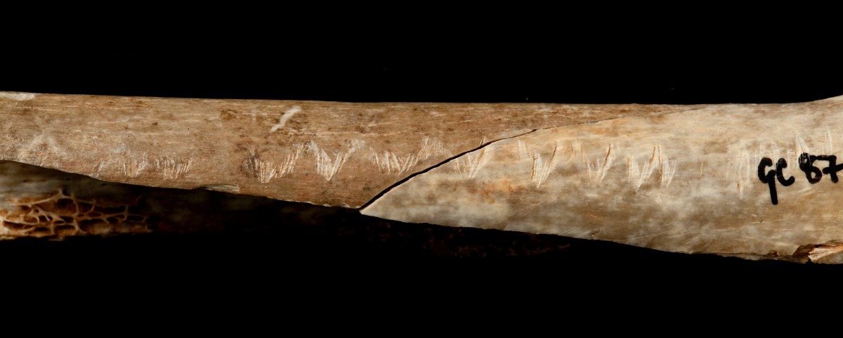 An Upper Palaeolithic engraved human bone associated with ritualistic cannibalism can be seen in this undated photograph recieved from the Natural History Museum in London, Britain August 9, 2017. (Trustees of the Natural History Museum/Handout via Reuter