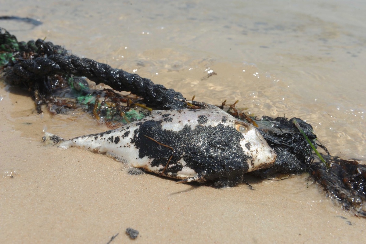 A handout photo provided by the Kuwaiti news paper al-Anbaa on August 13, 2017, shows a dead fish covered in oil on the shore of Kuwait's southern Ras Al-Zour area. AFP photo / Al-Anbaa 