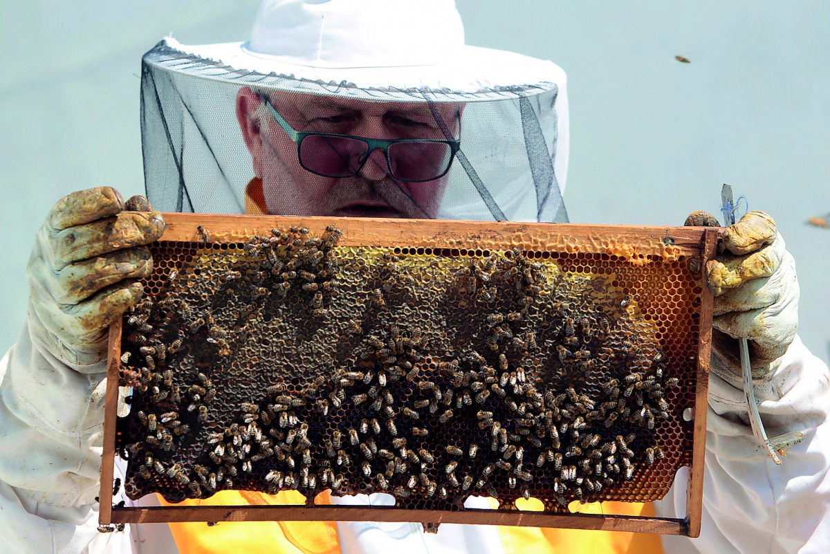 Beekeeper Franc Petrovcic checks a beehive on the roof of the cultural centre Cankarjev Dom in Ljubljana.