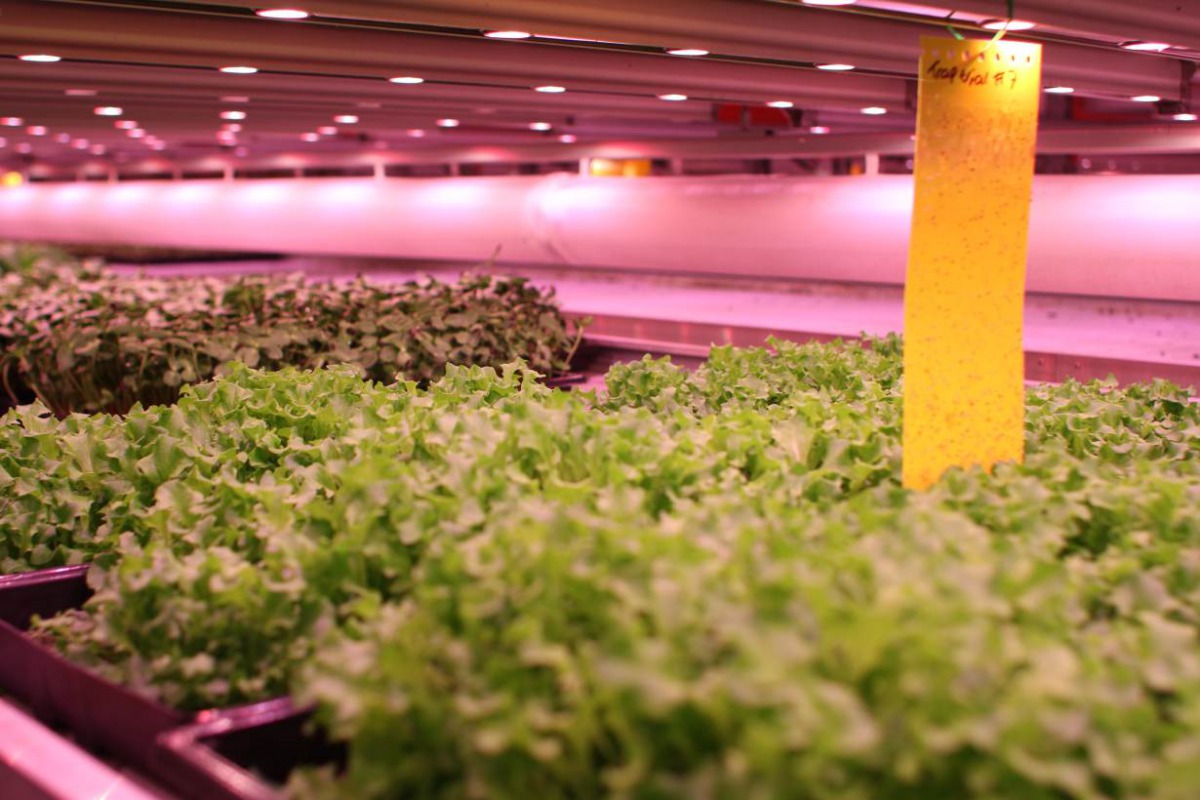 Salad leaves, herbs and leafy greens grow inside a warehouse run by GrowUp Urban Farms in Beckton, London, July 25, 2017 (Thomson Reuters Foundation / Lin Taylor) 