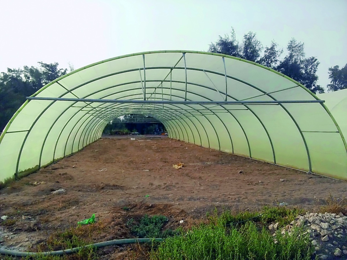 A shaded farm in Qatar.