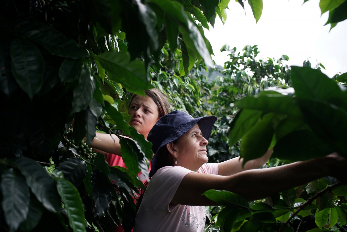 Coffee grower Rubiela (R) and her daughter Camila pick coffee in San Carlos, Colombia July 14, 2017. Reuters/Federico Rios