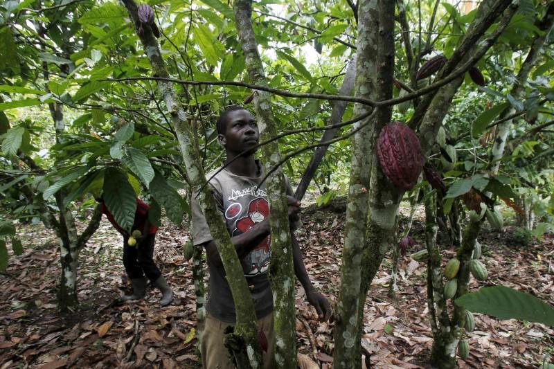 A farmer works on a cocoa plantation in the protected Gouin-Debe forest in Blolequin department, western Ivory Coast August 17, 2015. Reuters/Luc Gnago