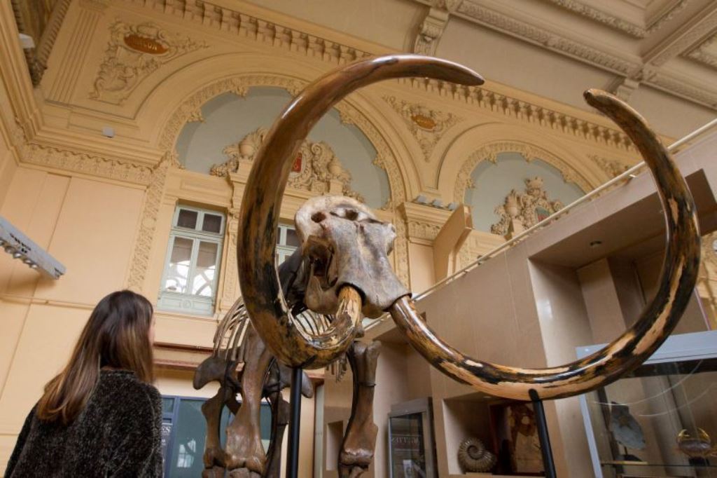 A visitor looks at a complete mammoth skeleton that is displayed before its auction by Aguttes auction house in Lyon November 17, 2017. Reuters 