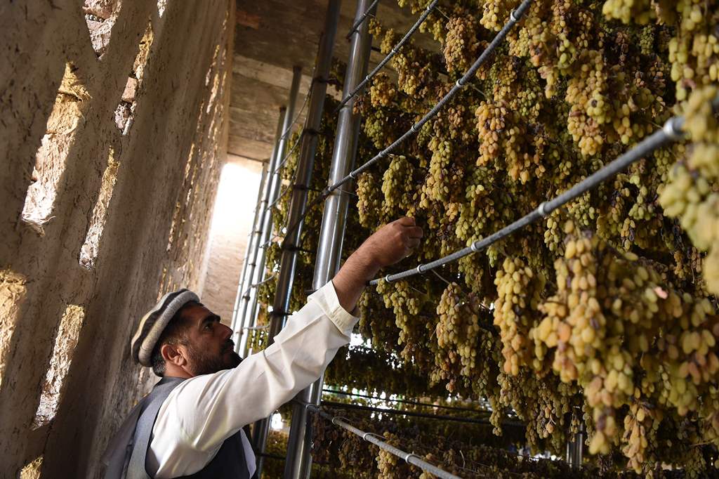 In this photograph taken on October 5, 2017, an Afghan farmer inspects grapes inside a drying room in the Deh Sabz district of Kabul. AFP / WAKIL KOHSAR 