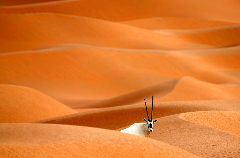 (FILES) This file photo taken on March 01, 2016 shows an Arabian Oryx at the Arabian Oryx Sanctuary in Umm Al-Zamool, some 290 kilometres south of Abu Dhabi near the border with Oman and Saudi Arabia. AFP / KARIM SAHIB