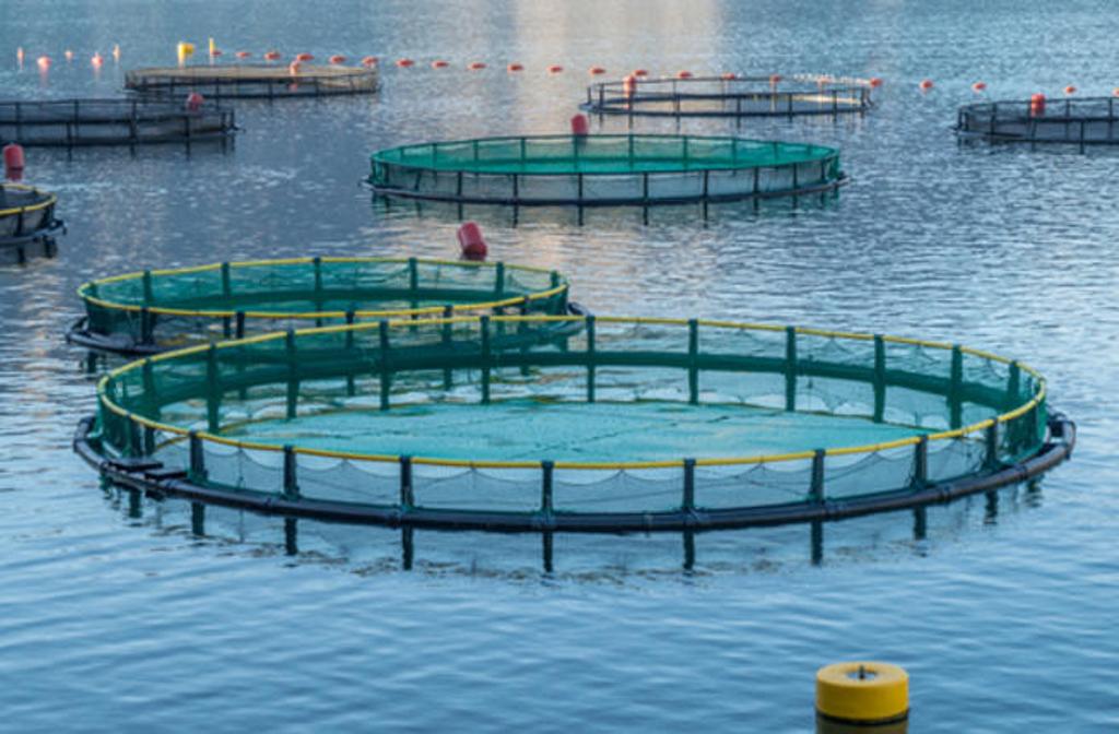 Fish farming