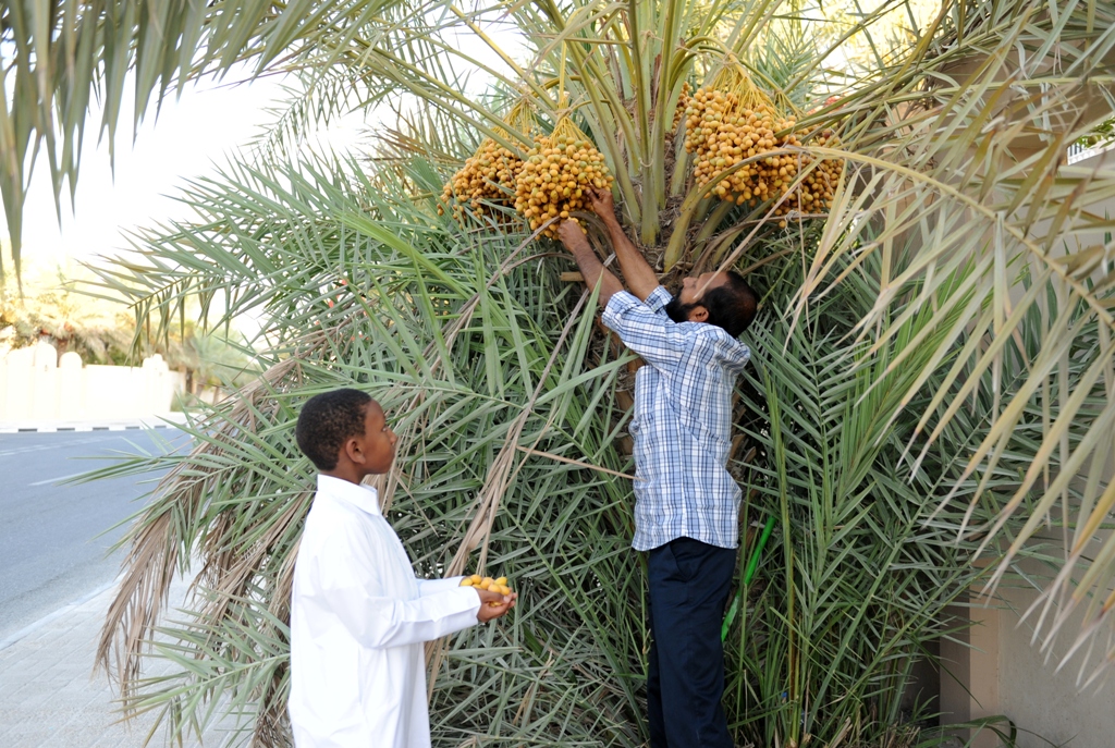 A file picture of a palm tree with dates used for representation. 