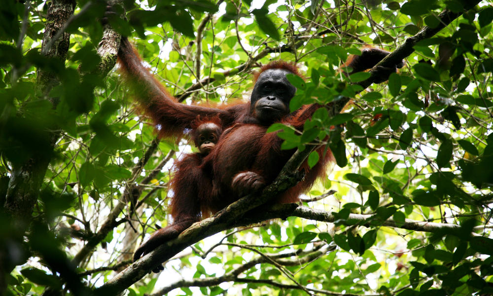 A Bornean orangutan is seen in this photoworldwildlife.org photo