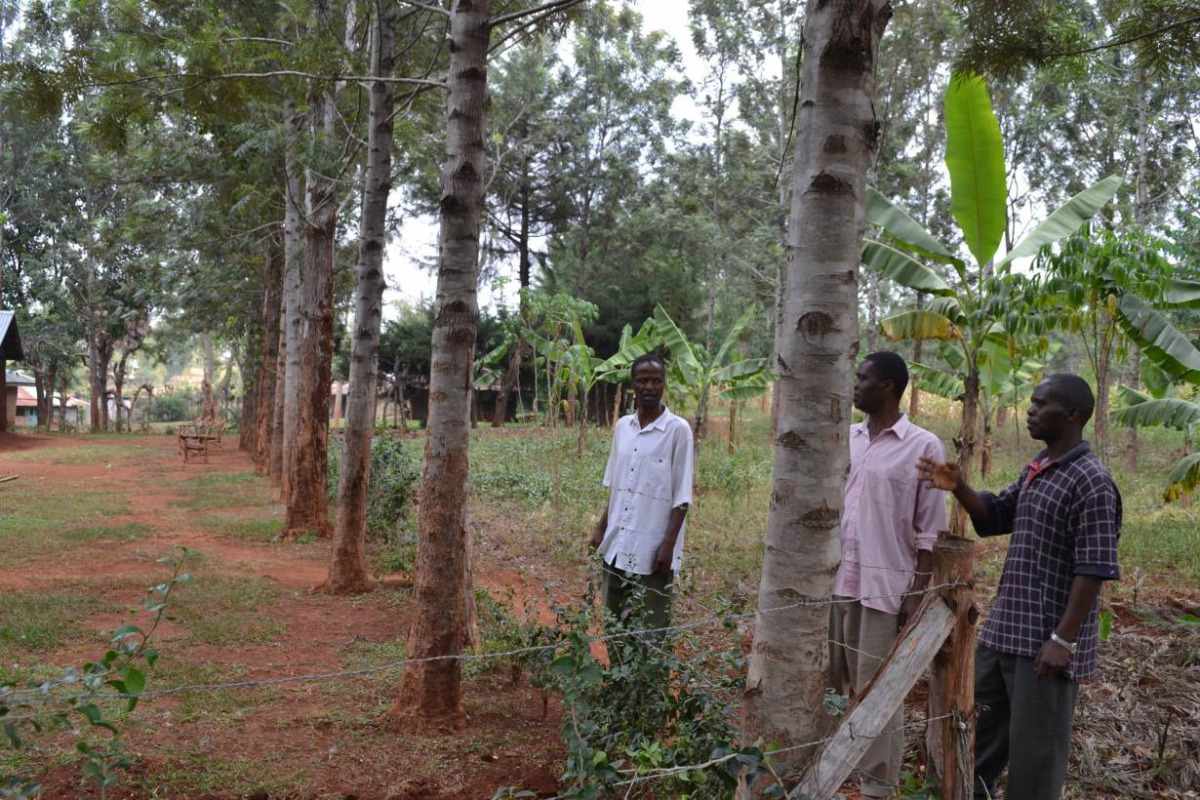 A view of trees being used as living fence posts on the Ebunyiri village farm of Western Kenya farmer Tom Joseph Olumasai Nyangweso, January 9 2018. Thomson Reuters Foundation/Isaiah Esipisu