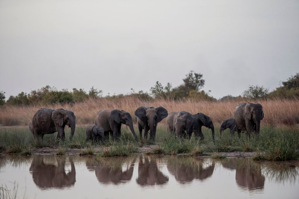 File photo of a herd of elephants feeding around the waterhole in late afternoon at Pendjari National Park near Tanguieta on January 10, 2018. / AFP / STEFAN HEUNIS