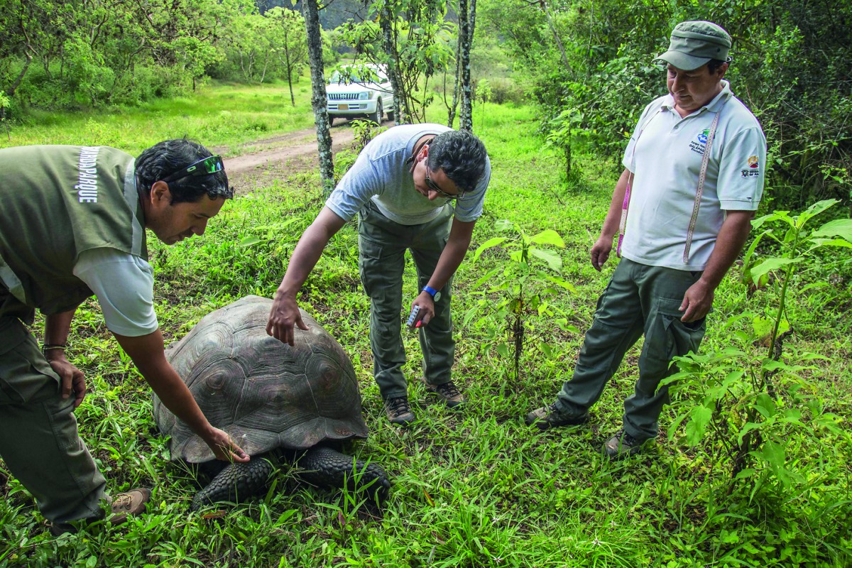 A Santa Cruz Island adult giant tortoise (Chelonoidis Donfaustoi) is examined by the director of the Galapagos National Park, Walter Bustos (C), and two park rangers on Santa Cruz Island, in the remote Ecuadorean archipelago 1000 km off South America's Pa