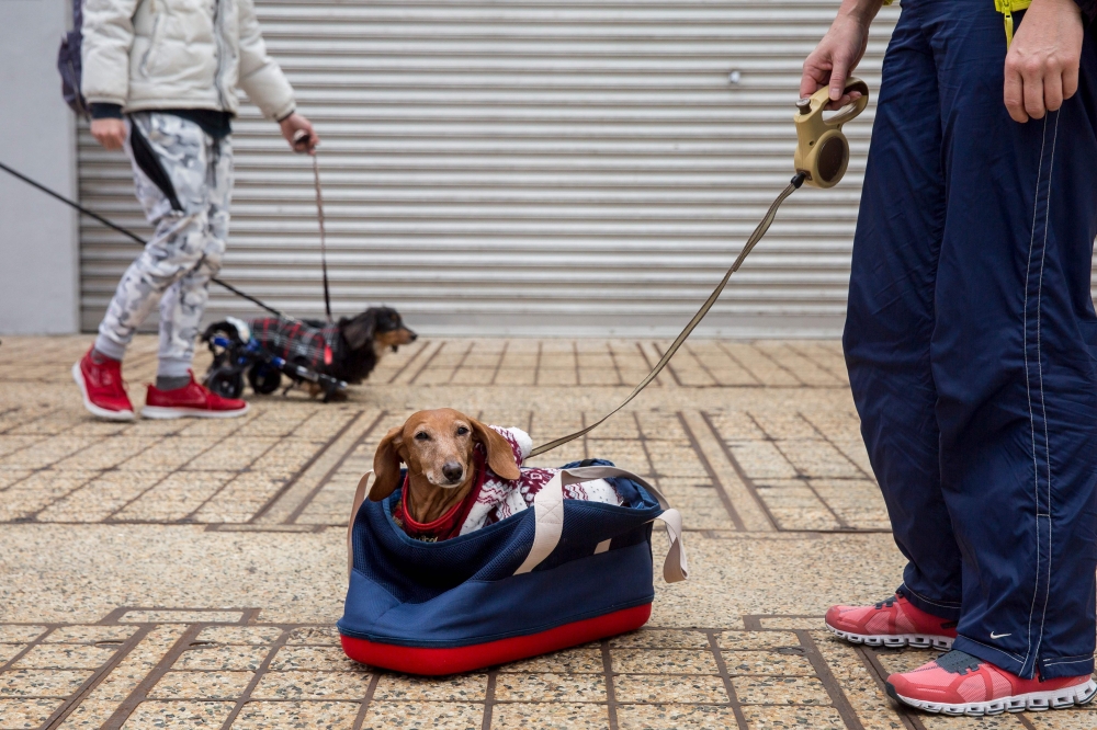 A dachshund waits in a bag before taking part in the city's first 